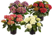 Hortensia 17 cm potte